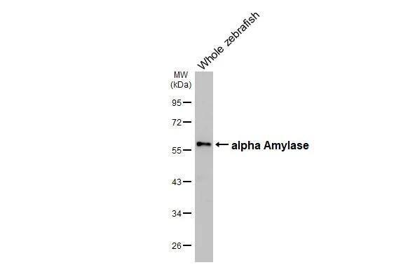 Alpha Amylase Antibody (HL1681)