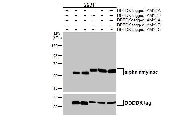 Alpha Amylase Antibody (HL1681)
