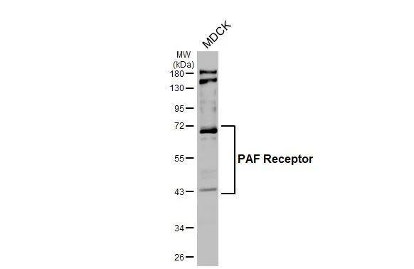 PAFR Antibody (HL2998)