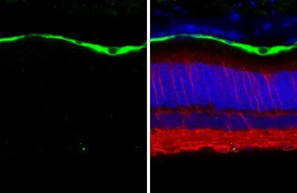 RGR Antibody (HL3058)