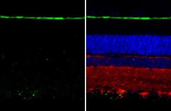 RGR Antibody (HL3058)