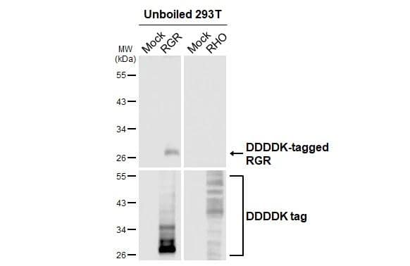 RGR Antibody (HL3058)