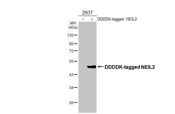 NEIL2 Antibody (HL3343)