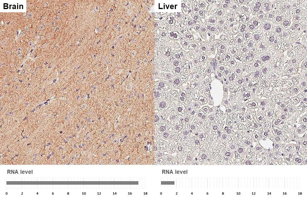 MAP3K12 Antibody (HL3423)