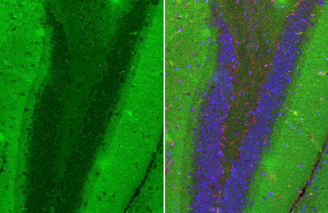 MAP3K12 Antibody (HL3423)