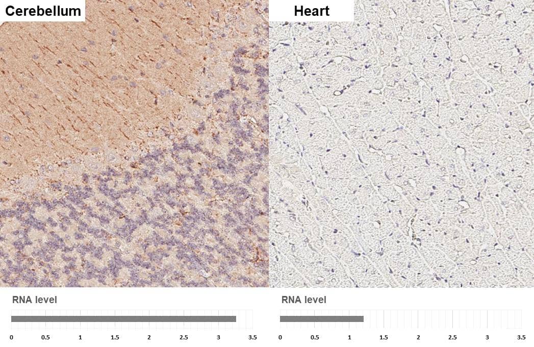 MAP3K12 Antibody (HL3423)
