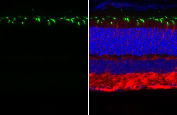 Opsin 1 (Medium Wave) Antibody (HL3435)