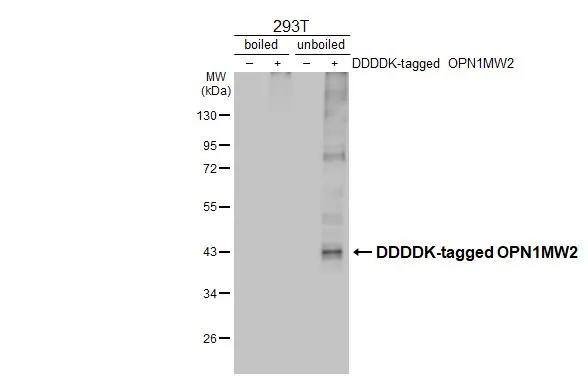 Opsin 1 (Medium Wave) Antibody (HL3435)