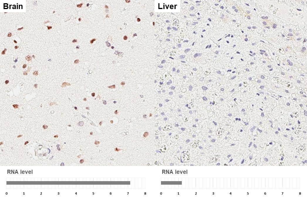POLR3A Antibody (HL3437)