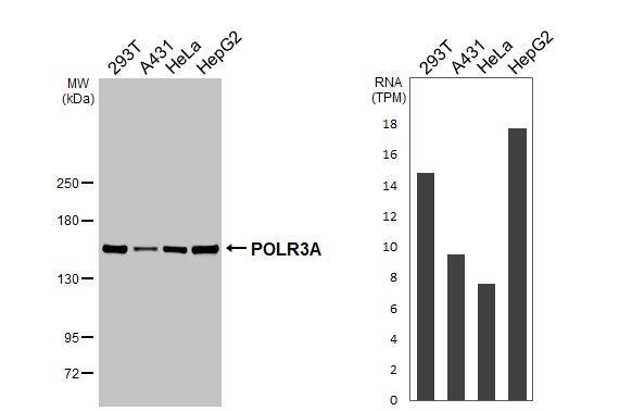 POLR3A Antibody (HL3437)