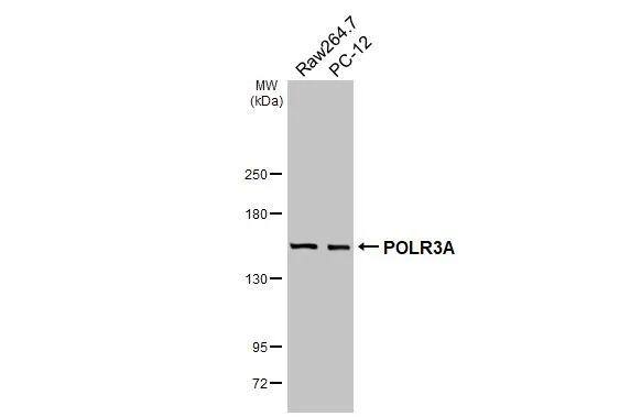 POLR3A Antibody (HL3437)