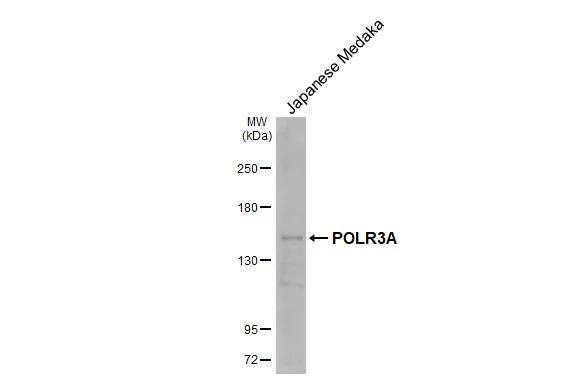POLR3A Antibody (HL3437)
