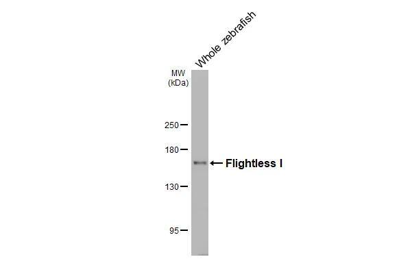 Flightless I Antibody (HL3438)