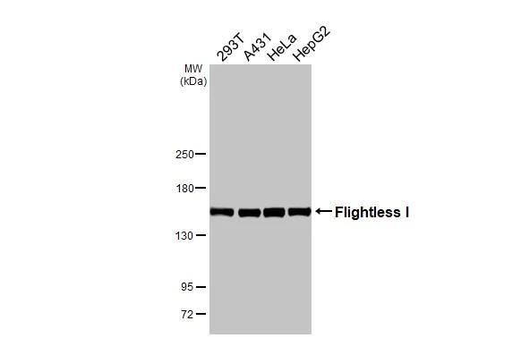 Flightless I Antibody (HL3438)
