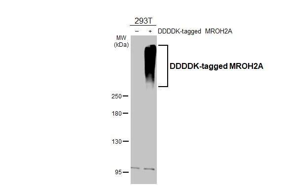 HEATR7B1 Antibody (HL3448)