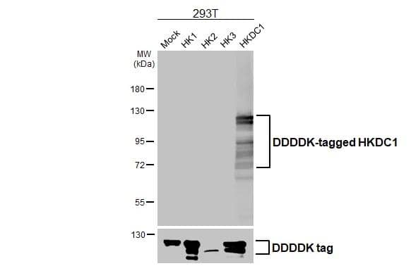 HKDC1 Antibody (HL3464)