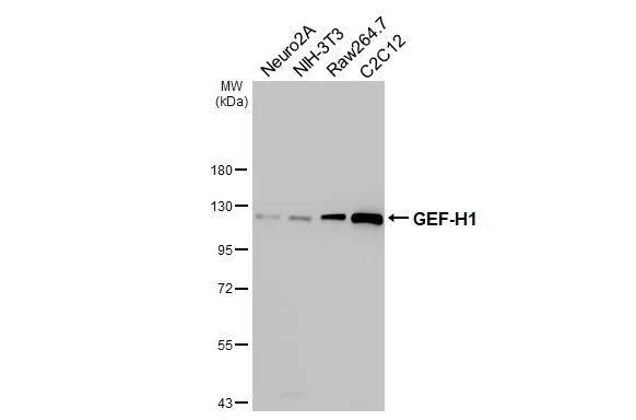 GEF-H1 Antibody (HL3470)