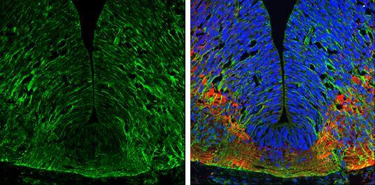 EFHD2 Antibody - BSA Free