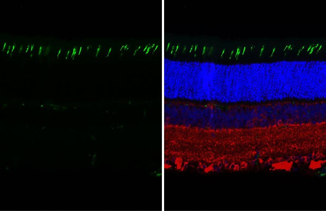 Opsin 1 (Medium Wave) Antibody (HL3484)