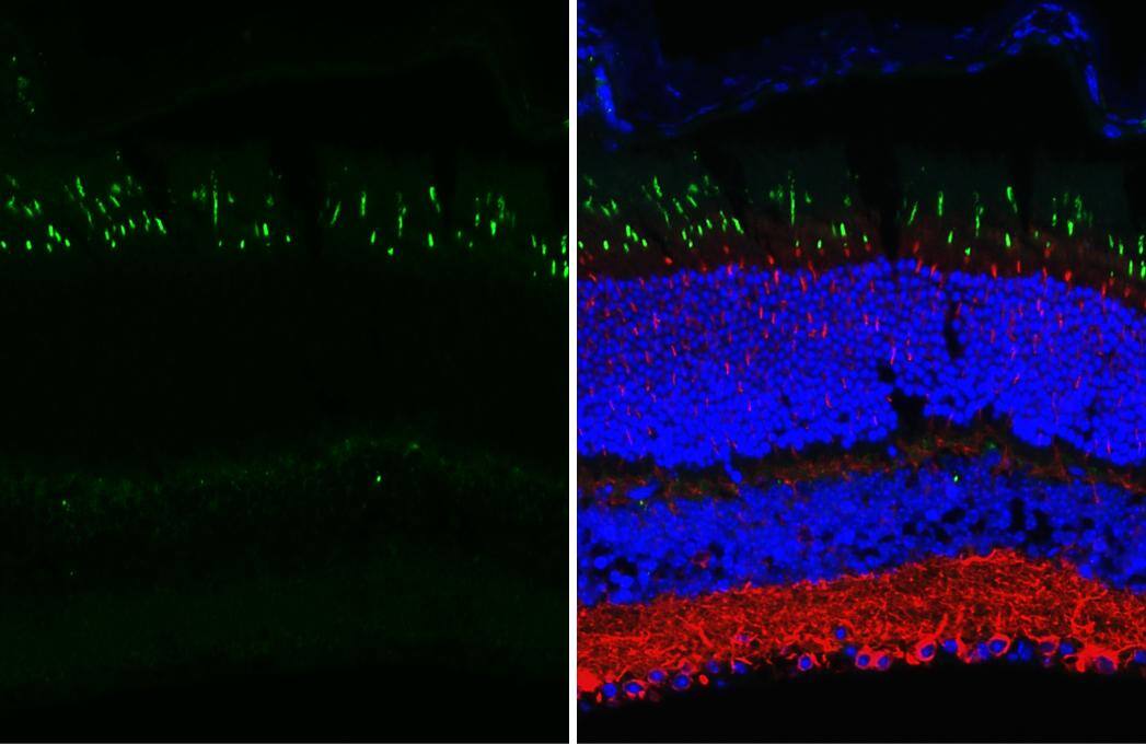 Opsin 1 (Medium Wave) Antibody (HL3484)