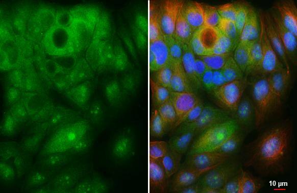 ZER1 Antibody (HL3491)