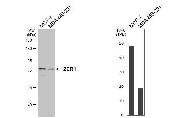 ZER1 Antibody (HL3491)
