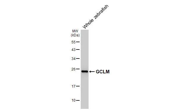 GCLM Antibody (HL3517)