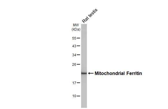 Ferritin mitochondrial Antibody (HL3521)