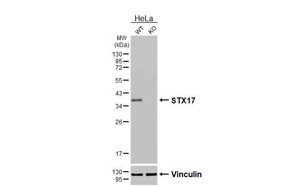 STX17 Antibody (HL3534)