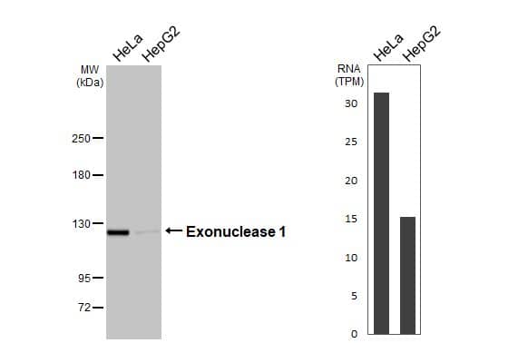 Exonuclease 1 Antibody (HL3547)