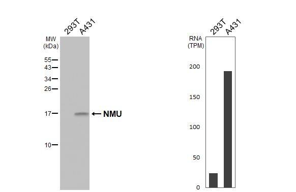 Neuromedin-U Antibody (HL3549)