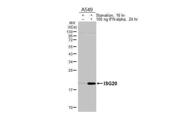 ISG20 Antibody (HL3578)