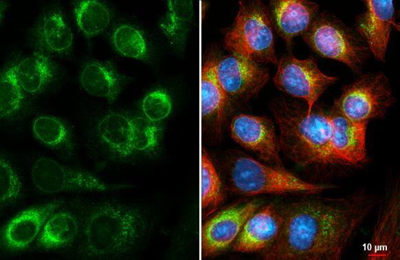 DHCR7 Antibody (HL3685)