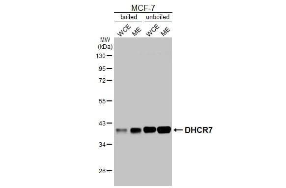 DHCR7 Antibody (HL3685)