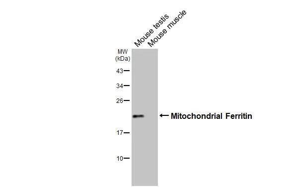 Ferritin mitochondrial Antibody (HL3687)