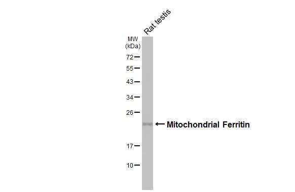 Ferritin mitochondrial Antibody (HL3687)