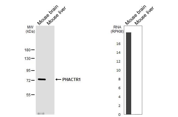 PHACTR1 Antibody (HL3726)