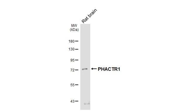 PHACTR1 Antibody (HL3726)