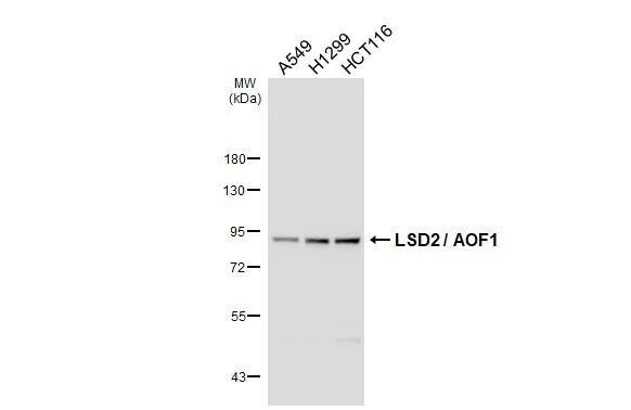 AOF1 Antibody (HL3728)