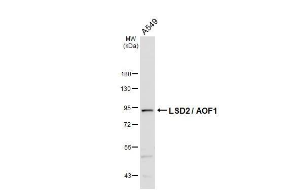 AOF1 Antibody (HL3729)