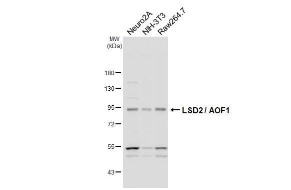 AOF1 Antibody (HL3729)