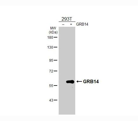 GRB 14 Antibody (HL3786)