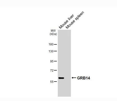 GRB 14 Antibody (HL3786)