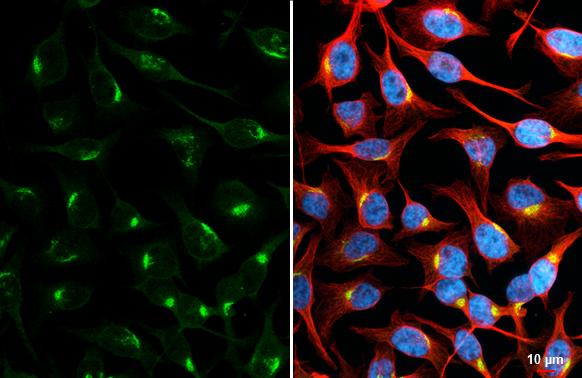 Golgin 97 Antibody (HL3788)