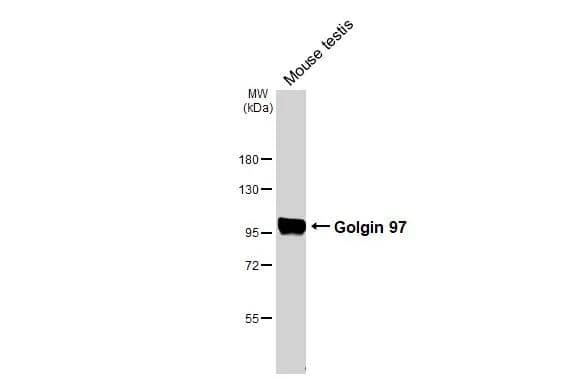 Golgin 97 Antibody (HL3788)