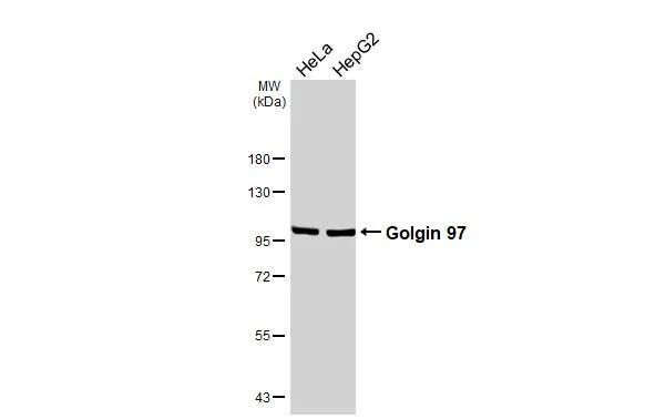 Golgin 97 Antibody (HL3788)