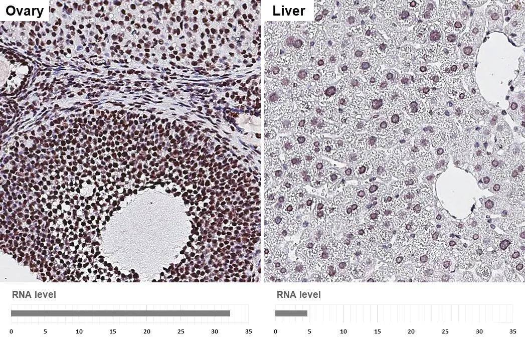 Aly Antibody (HL3813)