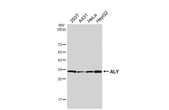 Aly Antibody (HL3813)