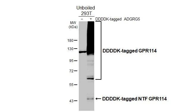 GPR114 Antibody (HL3850)