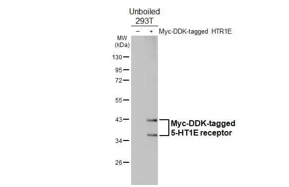 5-HT1E Antibody (HL3875)